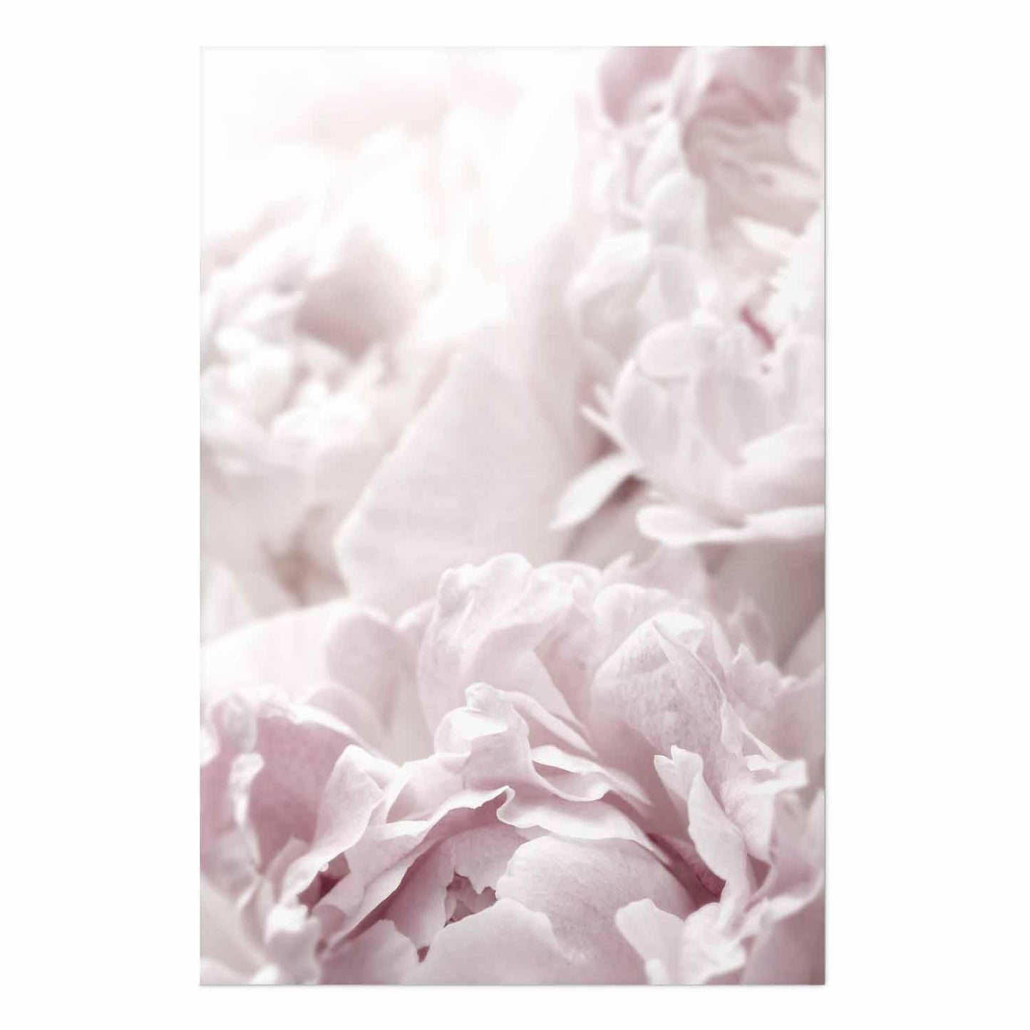 Poster - Fluffy Peonies