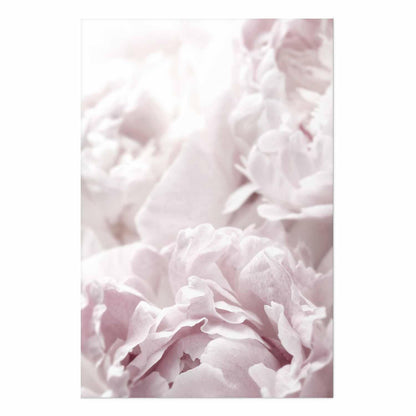Poster - Fluffy Peonies