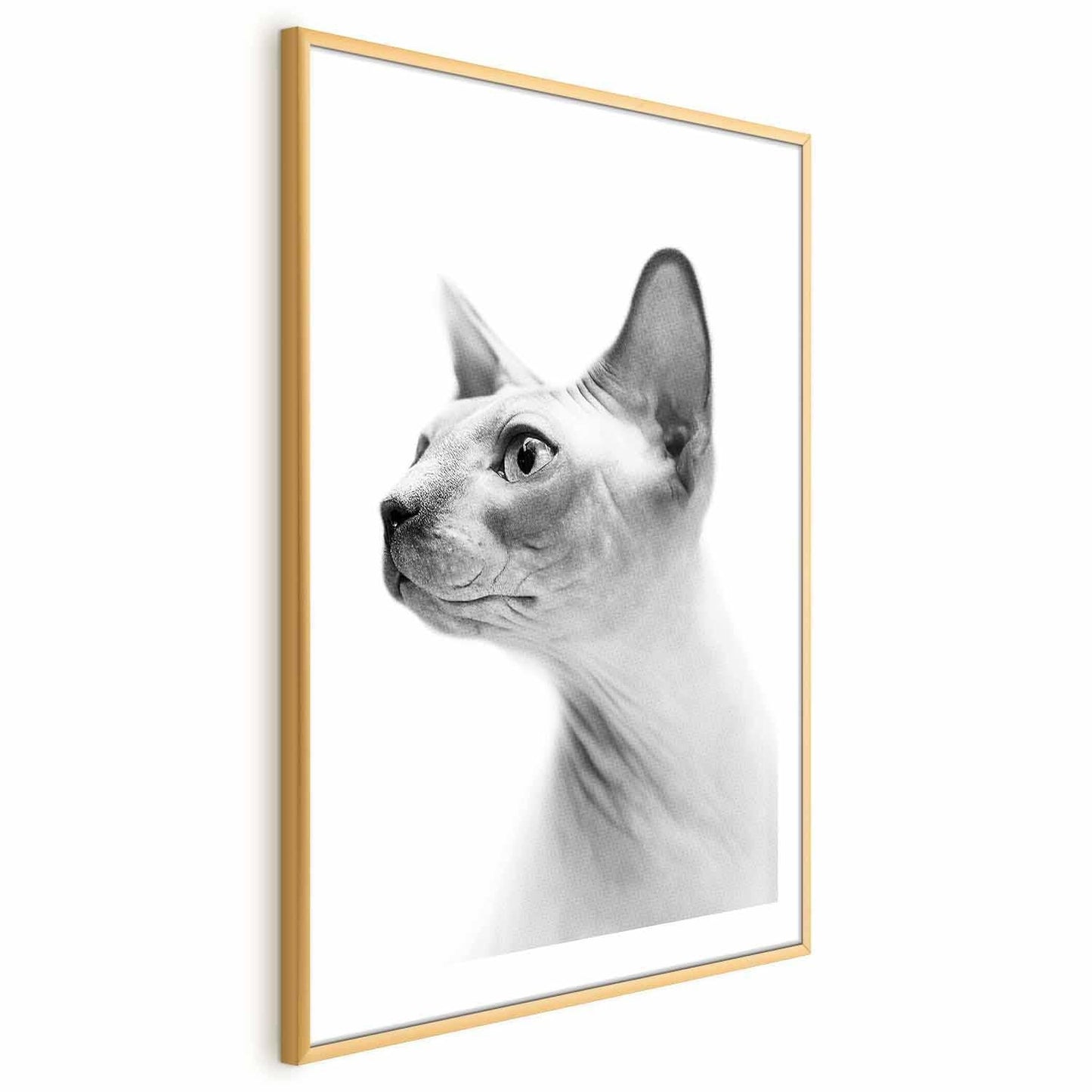 Poster - Hairless Cat Artgeist