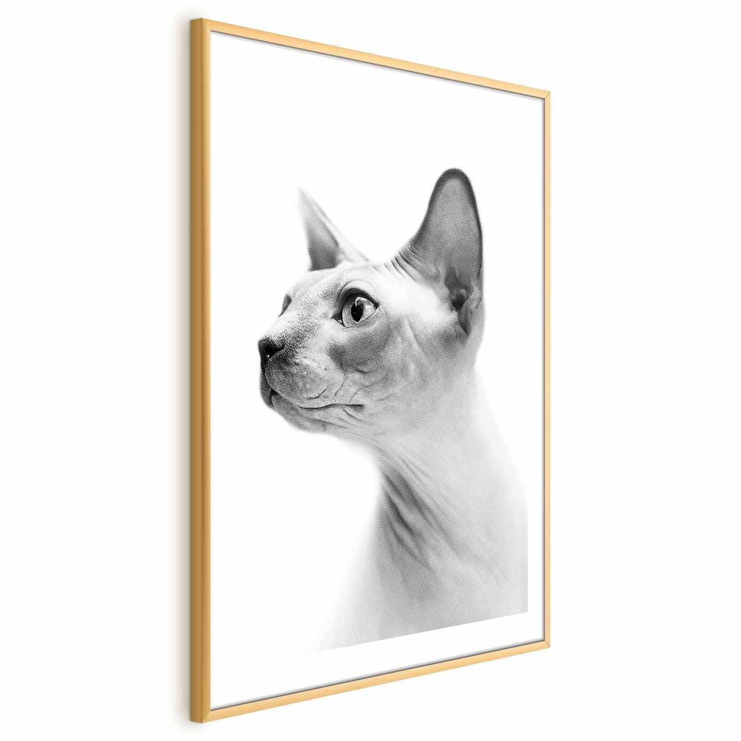 Poster - Hairless Cat Artgeist