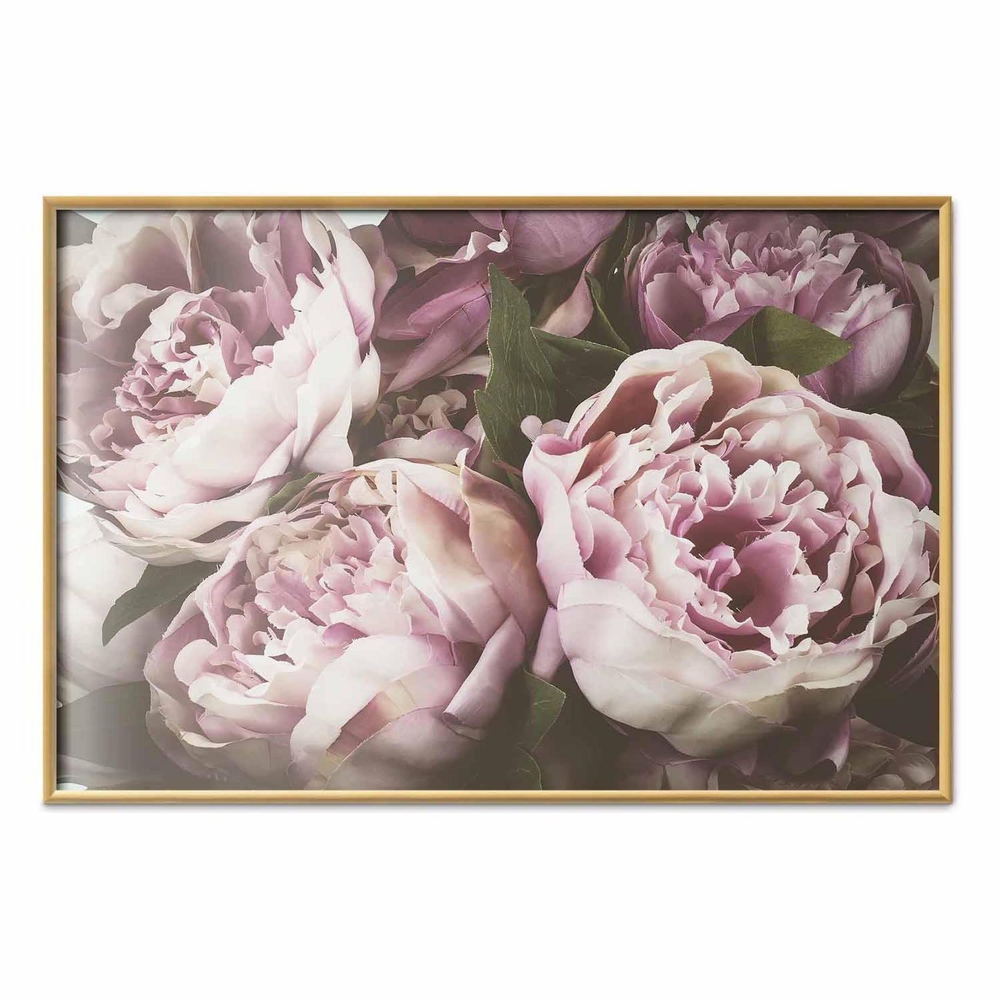 Poster - Pink Peonies