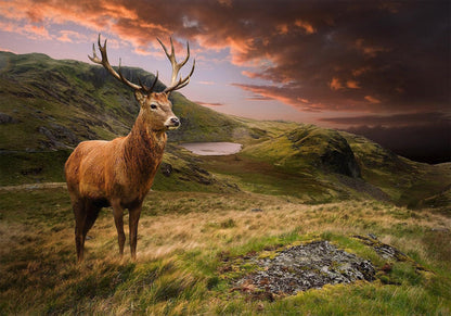 Naturtapete mit Hirsch in ruhiger Landschaft

