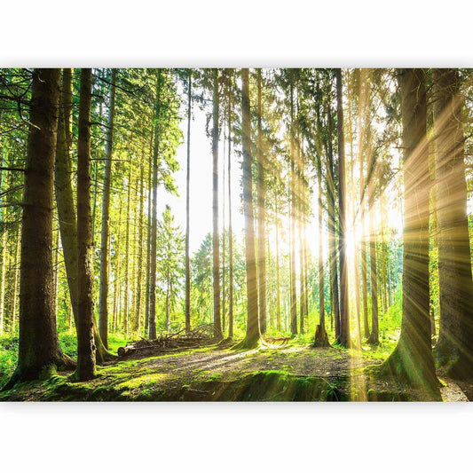 Fototapete - Forest Tales