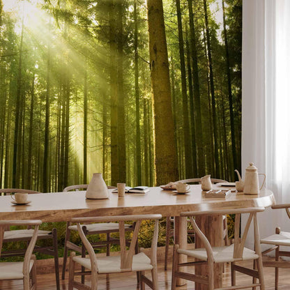 Fototapete - Pine forest – dense woodland in morning sunlight