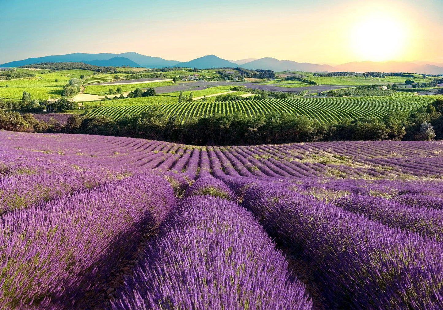 Fototapete Lavendelfeld – Ruhige Naturkulisse in Violetttönen