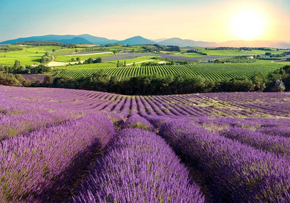 Fototapete Lavendelfeld – Ruhige Naturkulisse in Violetttönen