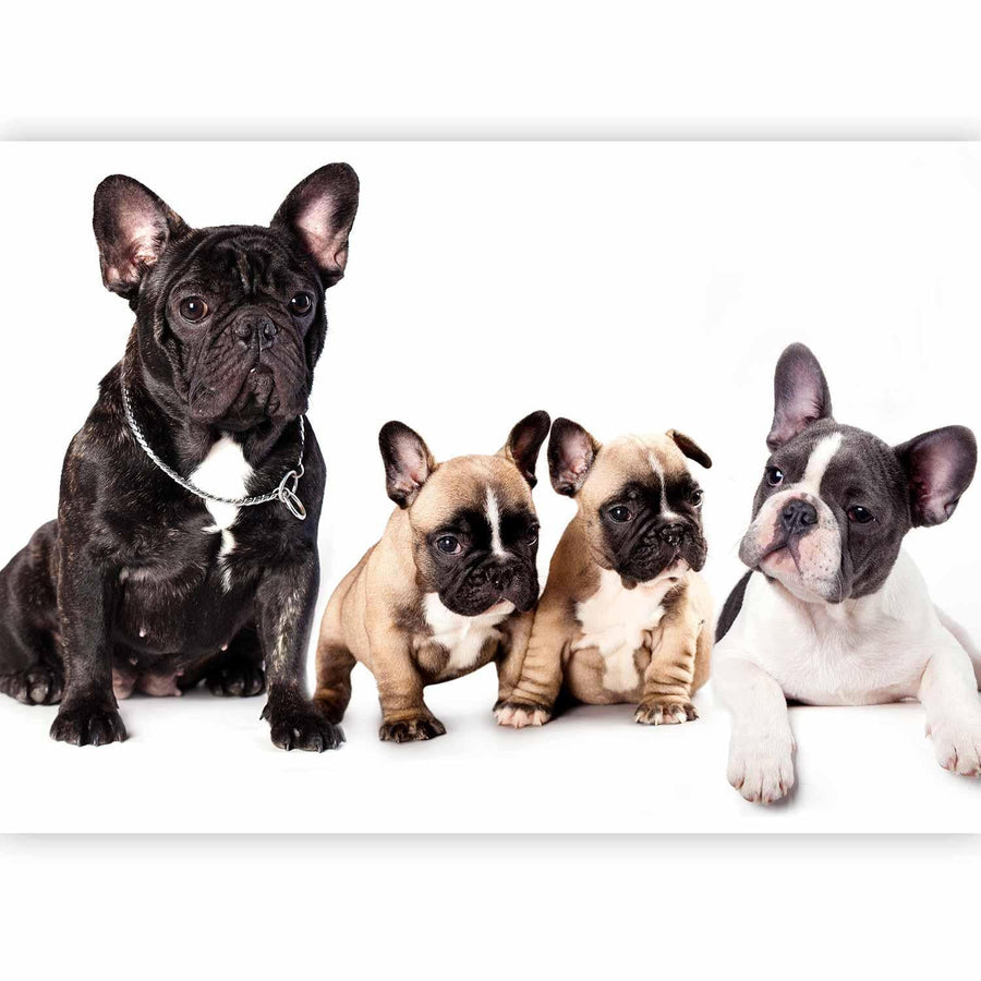 Fototapete „Französische Bulldoggen – Stilvoll & Charmant“