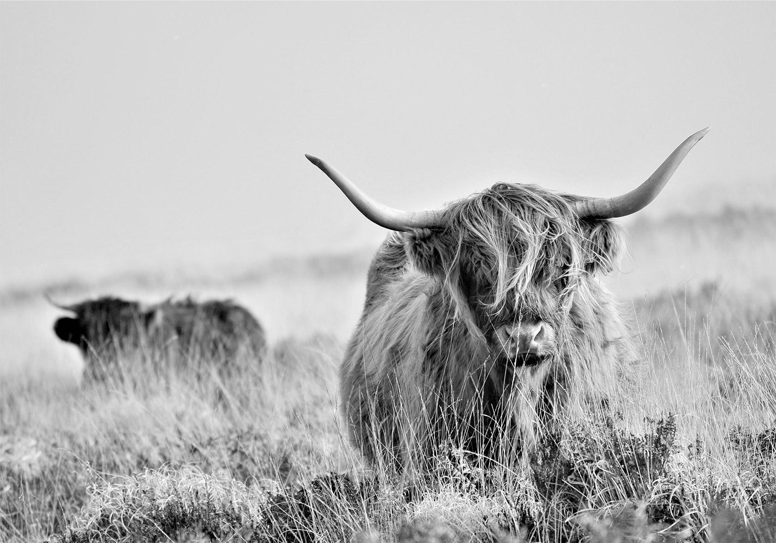 Fototapete - Highland Cattle Artgeist