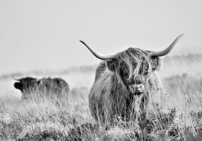 Fototapete - Highland Cattle Artgeist