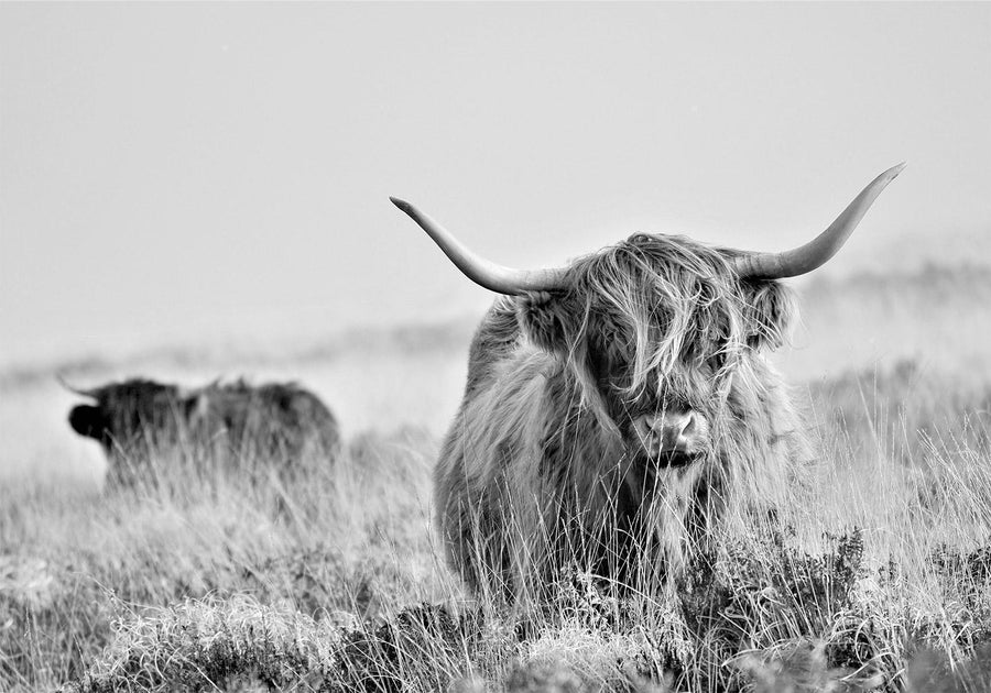 Fototapete - Highland Cattle Artgeist