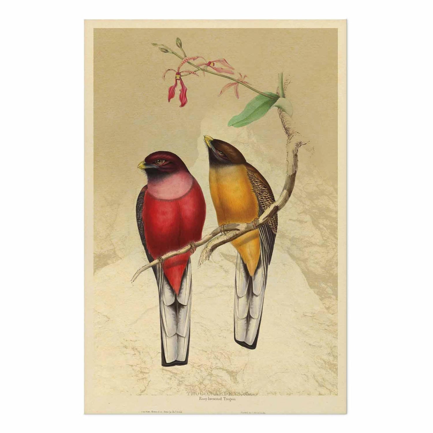 Poster - Birds on a Branch
