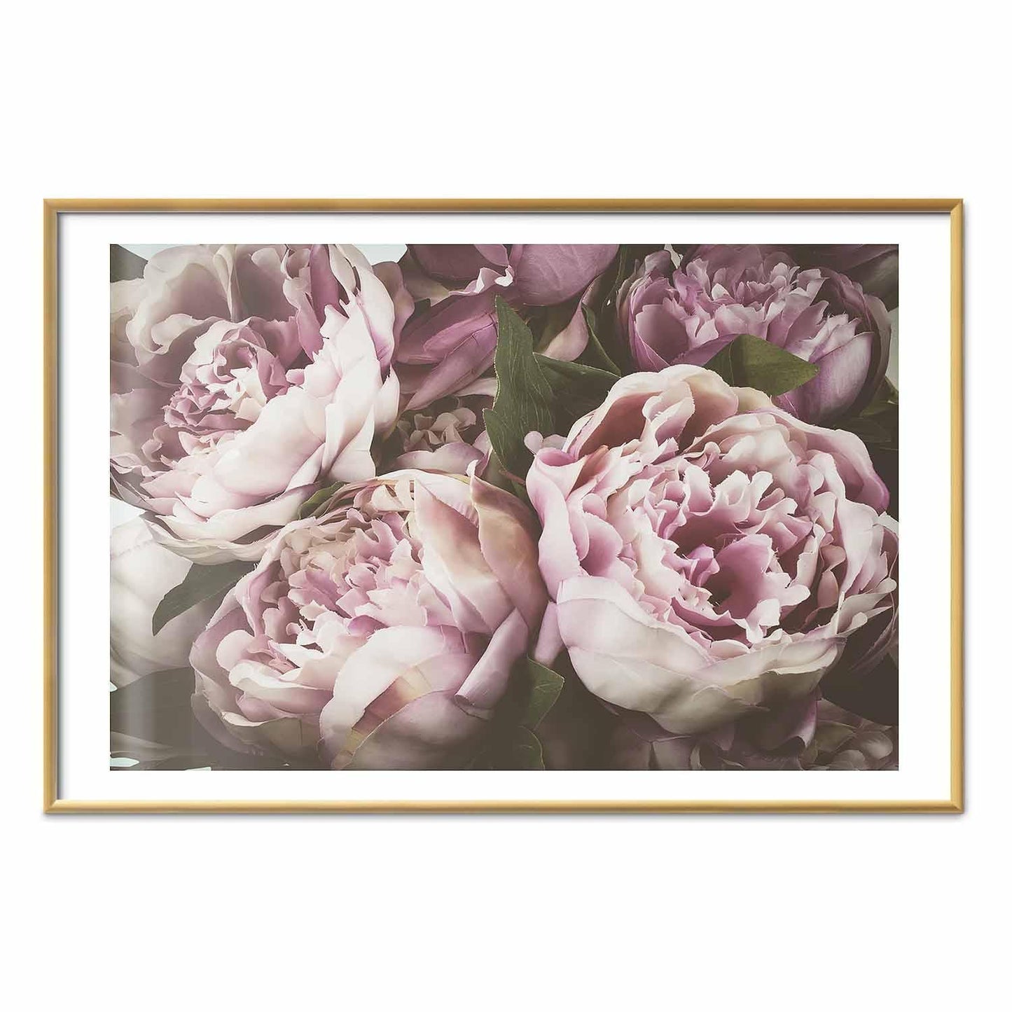 Poster - Pink Peonies