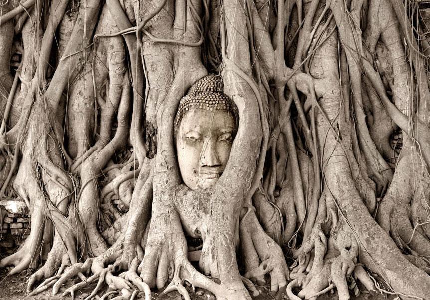 Fototapete Buddha unter dem Baum – Ruhe & Achtsamkeit für dein Zuhause