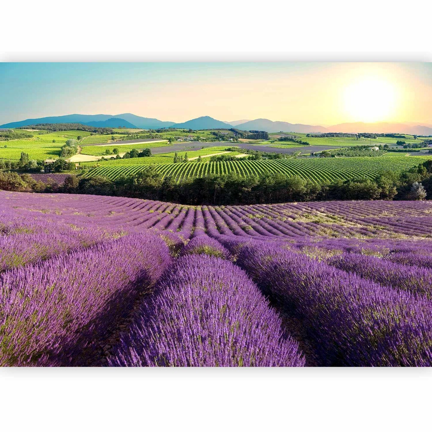 Fototapete Lavendelfeld – Ruhige Naturkulisse in Violetttönen