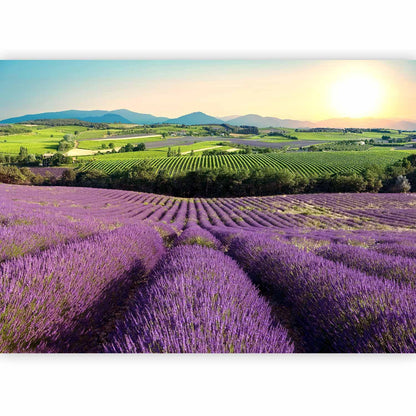 Fototapete Lavendelfeld – Ruhige Naturkulisse in Violetttönen