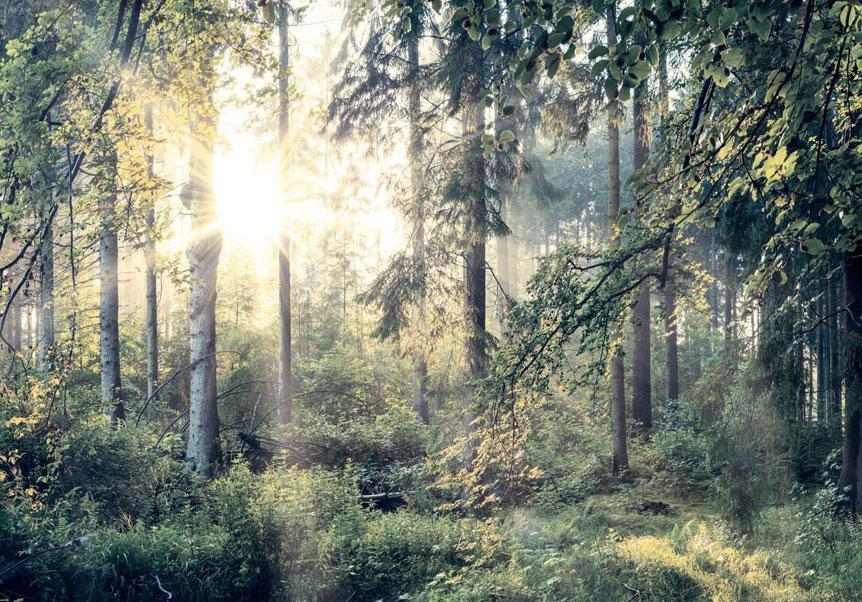 Mystischer Waldblick für Wohnzimmer oder Schlafzimmer

