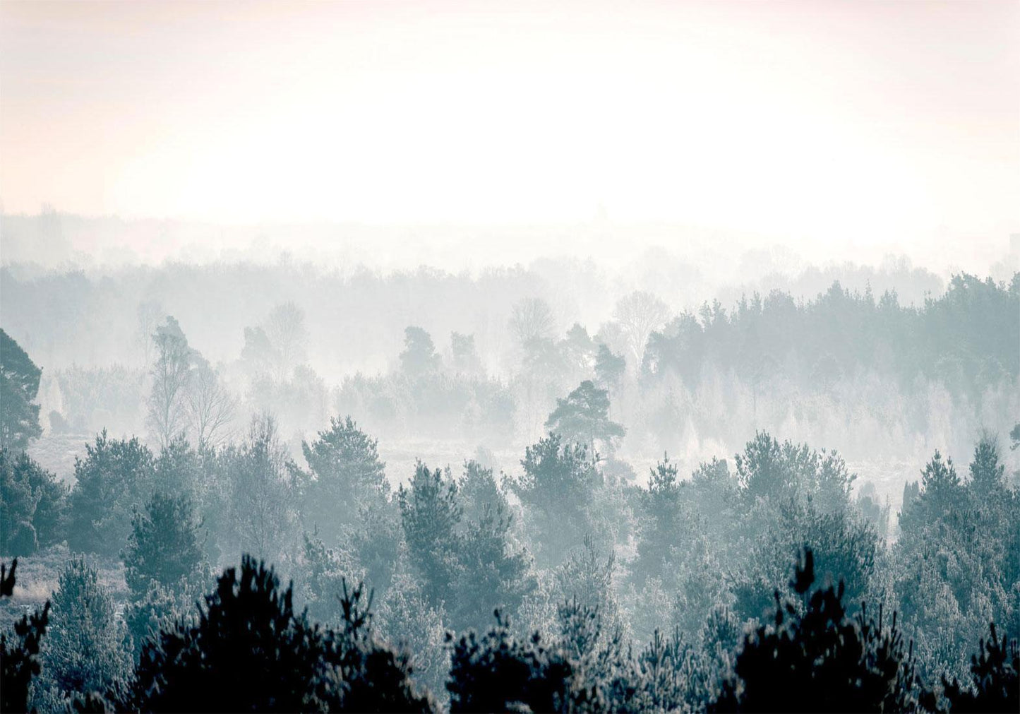 Fototapete „Winter Forest“ – Verschneiter Wald in stiller Winteridylle