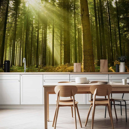 Fototapete - Pine forest – dense woodland in morning sunlight