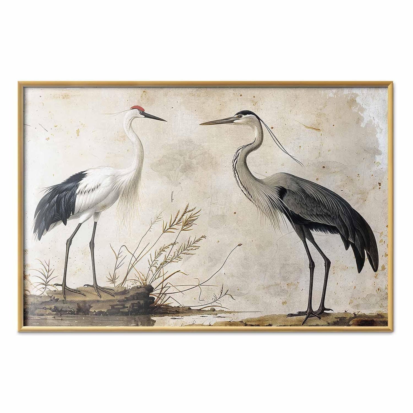 Poster - Birds from an Old Engraving - vintage-style illustration of a heron and a crane
