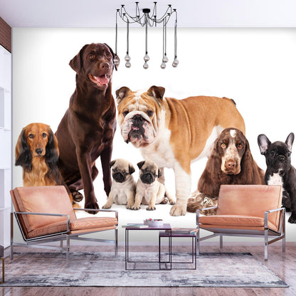 Fototapete - Animal portrait - dogs with a brown labrador in the centre on a white background Artgeist