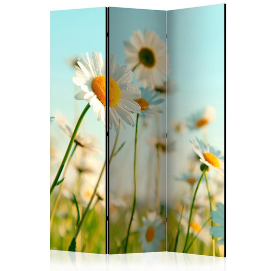 Paravent - Daisies - spring meadow Artgeist