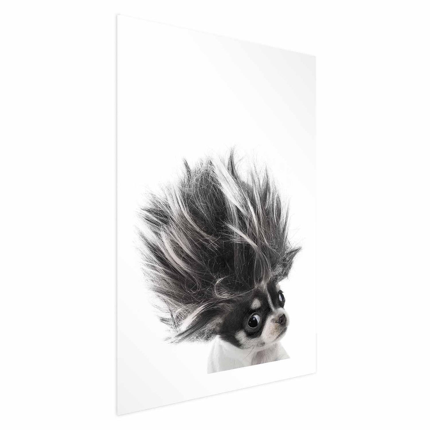 Poster - Chihuahua