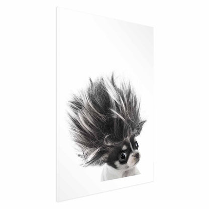 Poster - Chihuahua