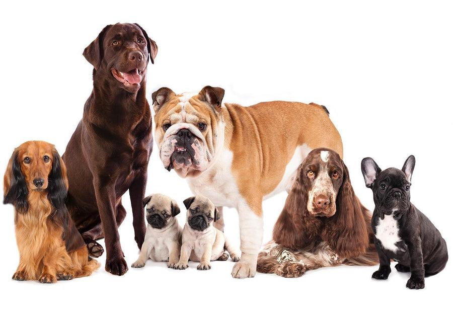 Fototapete - Animal portrait - dogs with a brown labrador in the centre on a white background Artgeist