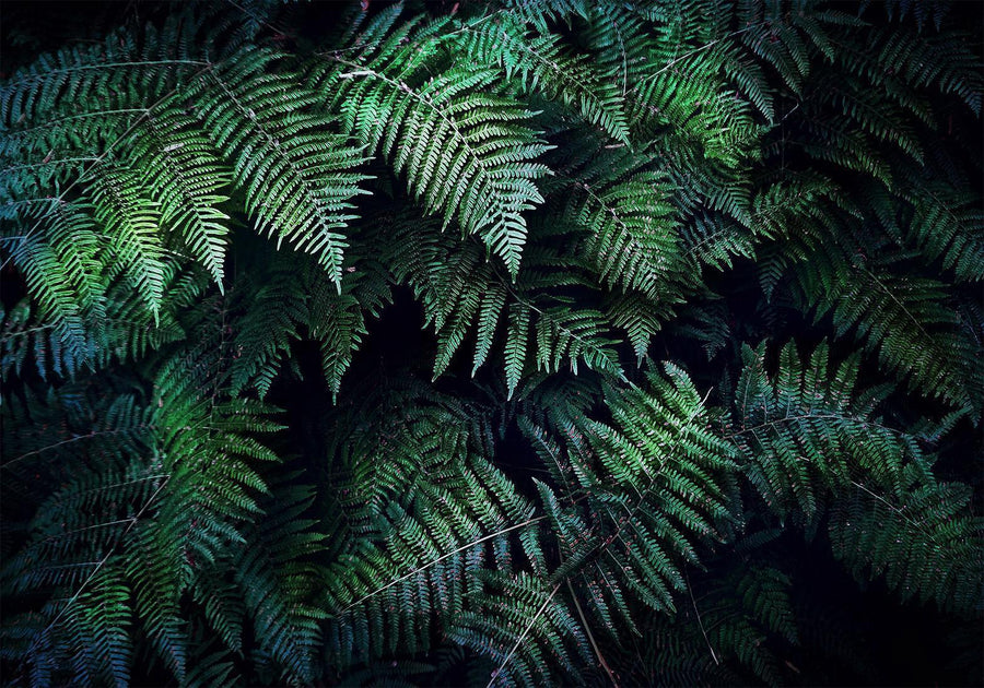 Fototapete – Geheimnisvolles Dickicht mit botanischem Flair