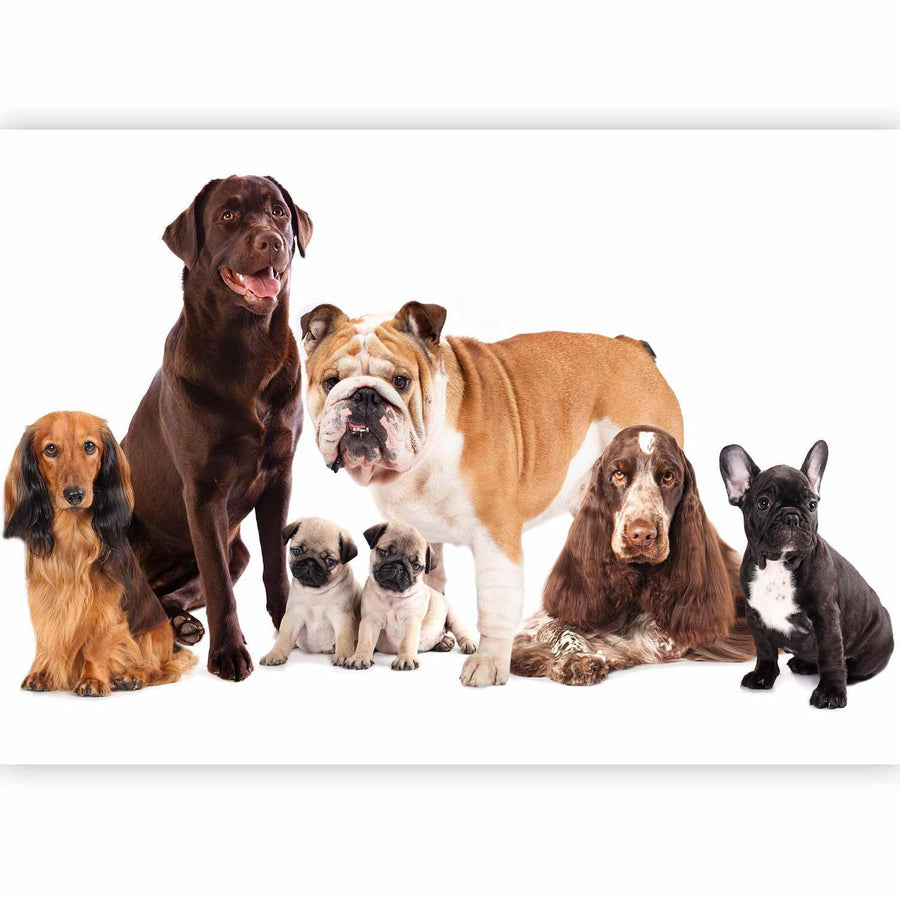 Fototapete - Animal portrait - dogs with a brown labrador in the centre on a white background Artgeist