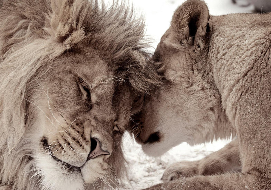 Fototapete Löwe in Sepia – Sanfte Stärke für deine Wandgestaltung