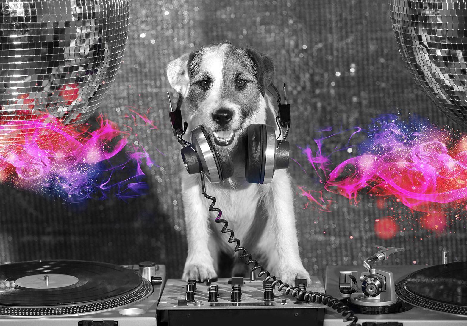 Fototapete - DJ Dog Artgeist