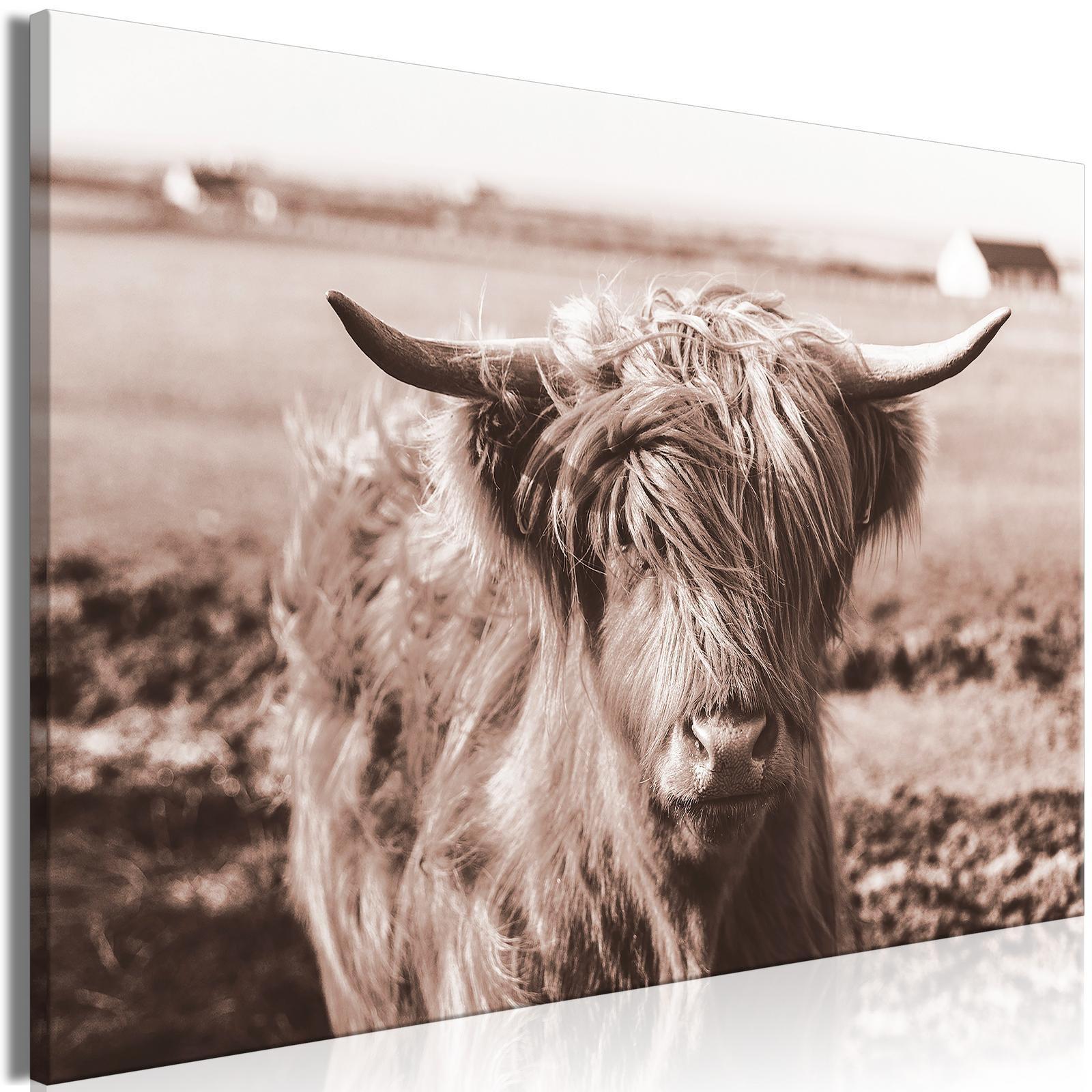 Leinwandbild - A Scottish Cow in Sepia Artgeist