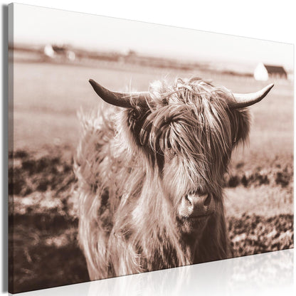 Leinwandbild - A Scottish Cow in Sepia Artgeist