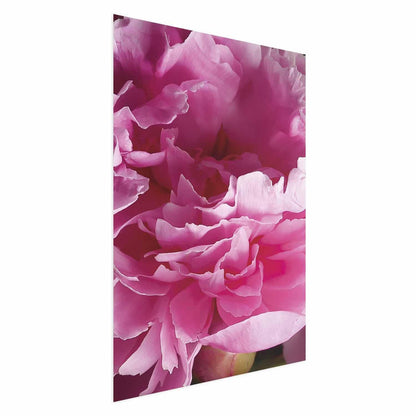 Poster - Beautiful Peonies Artgeist
