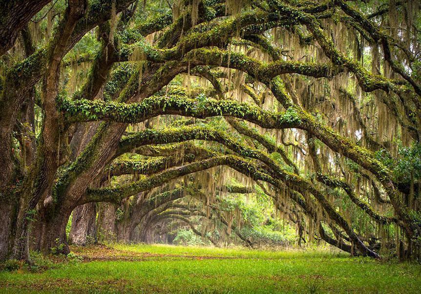 Vliestapete mit mystischem Baum-Motiv – perfekte Wanddeko für ruhige Räume