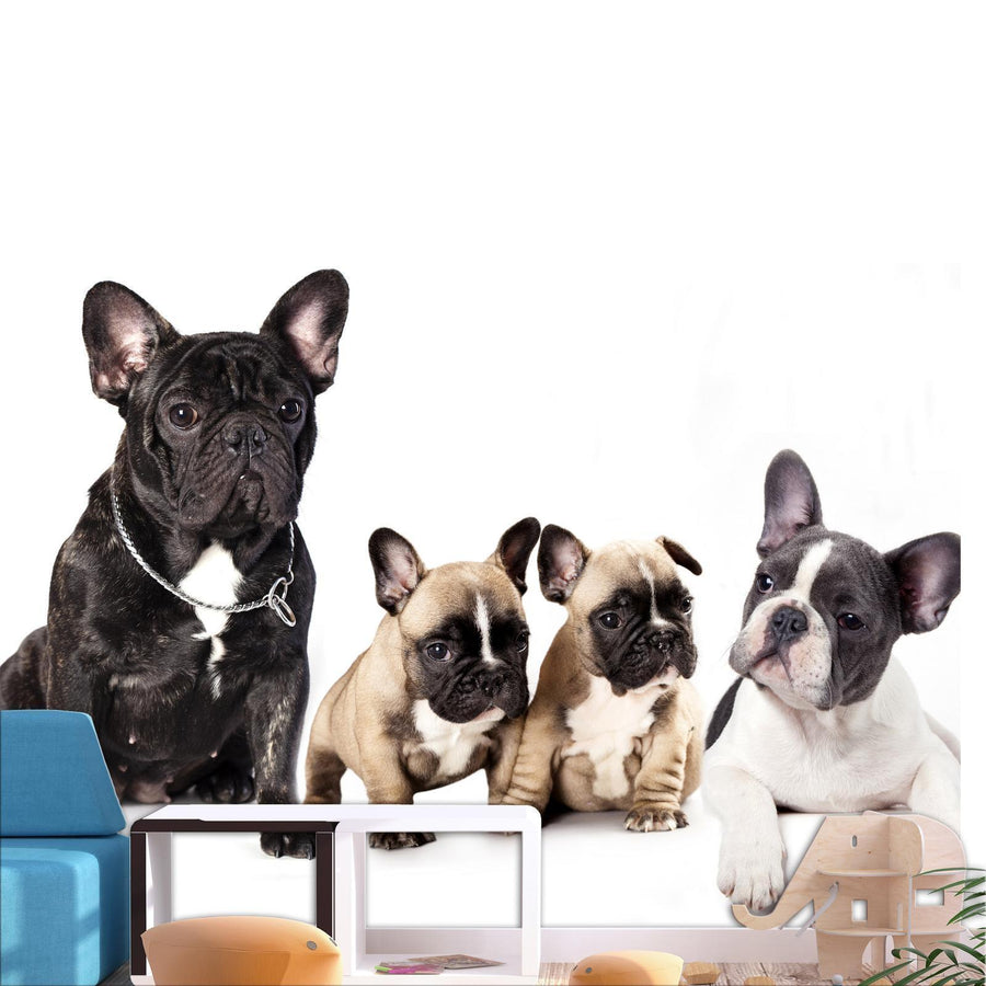 Fototapete „Französische Bulldoggen – Stilvoll & Charmant“