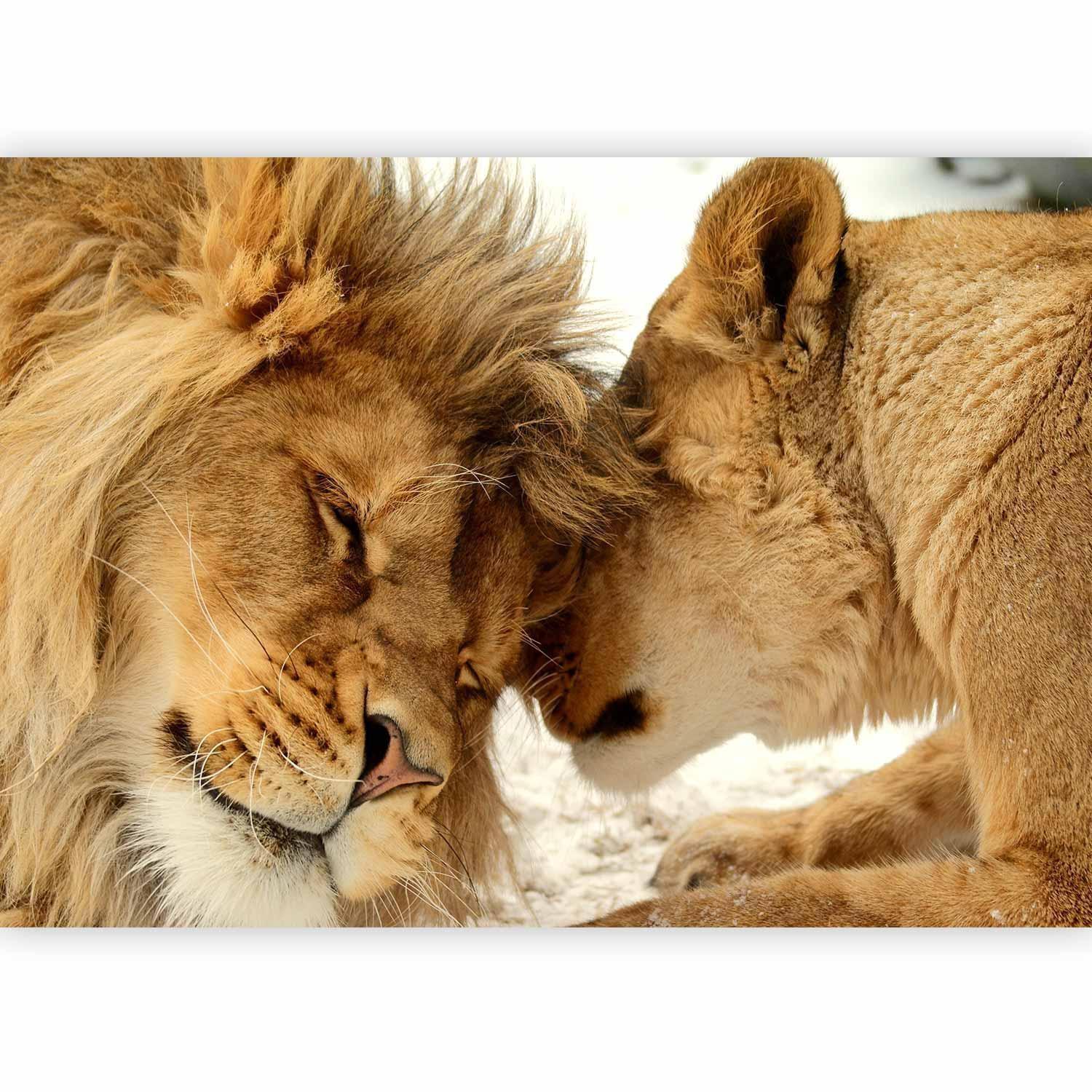 Fototapete - Lion Tenderness Artgeist