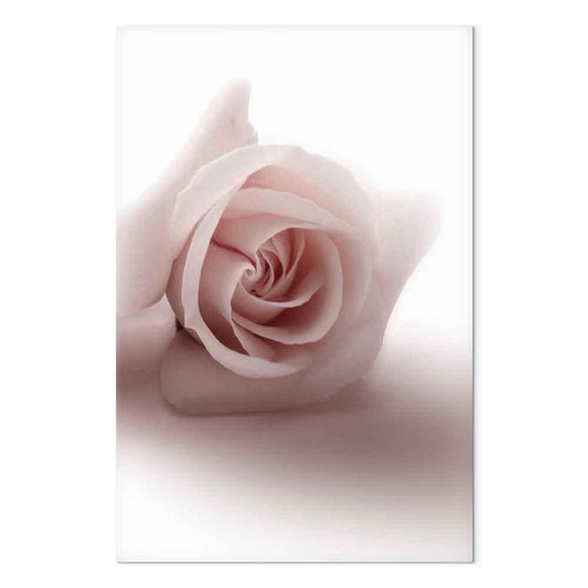 Leinwandbild - Floral Glamour Glow (1-part) - Delicate and Pastel Pink Rose