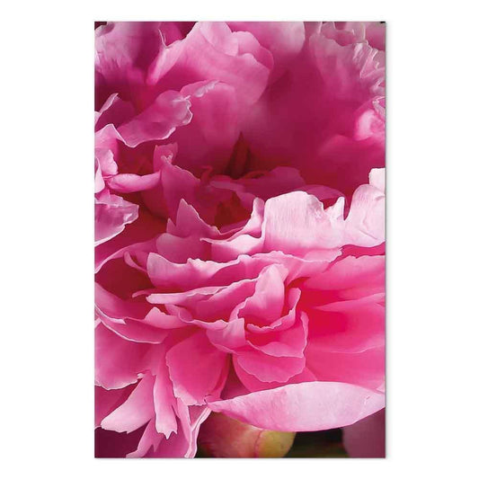 Leinwandbild - Blossom of Beauty (1-part) - Pink Peony Flower Embraced by Nature