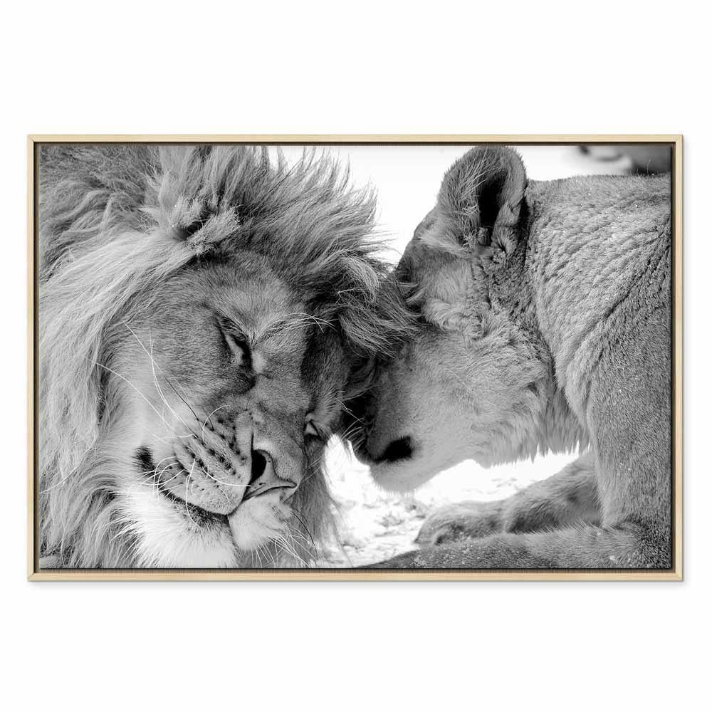Leinwandbild - Lion's Love