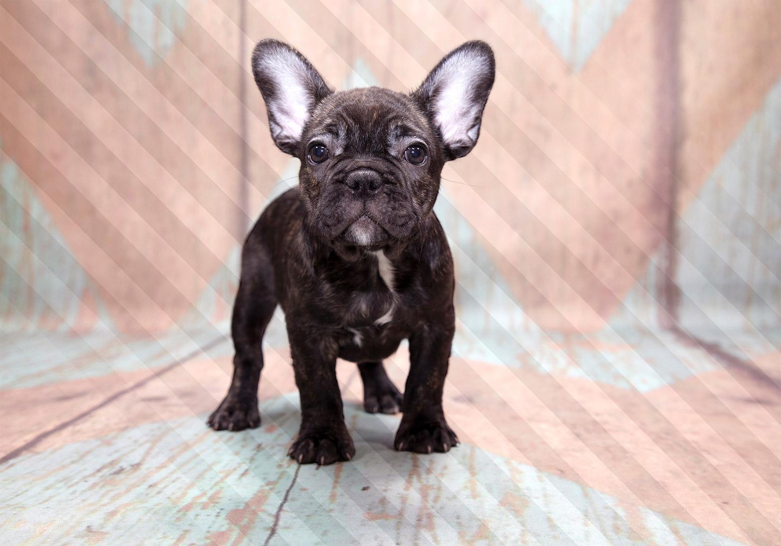 Fototapete - French Bulldog Artgeist