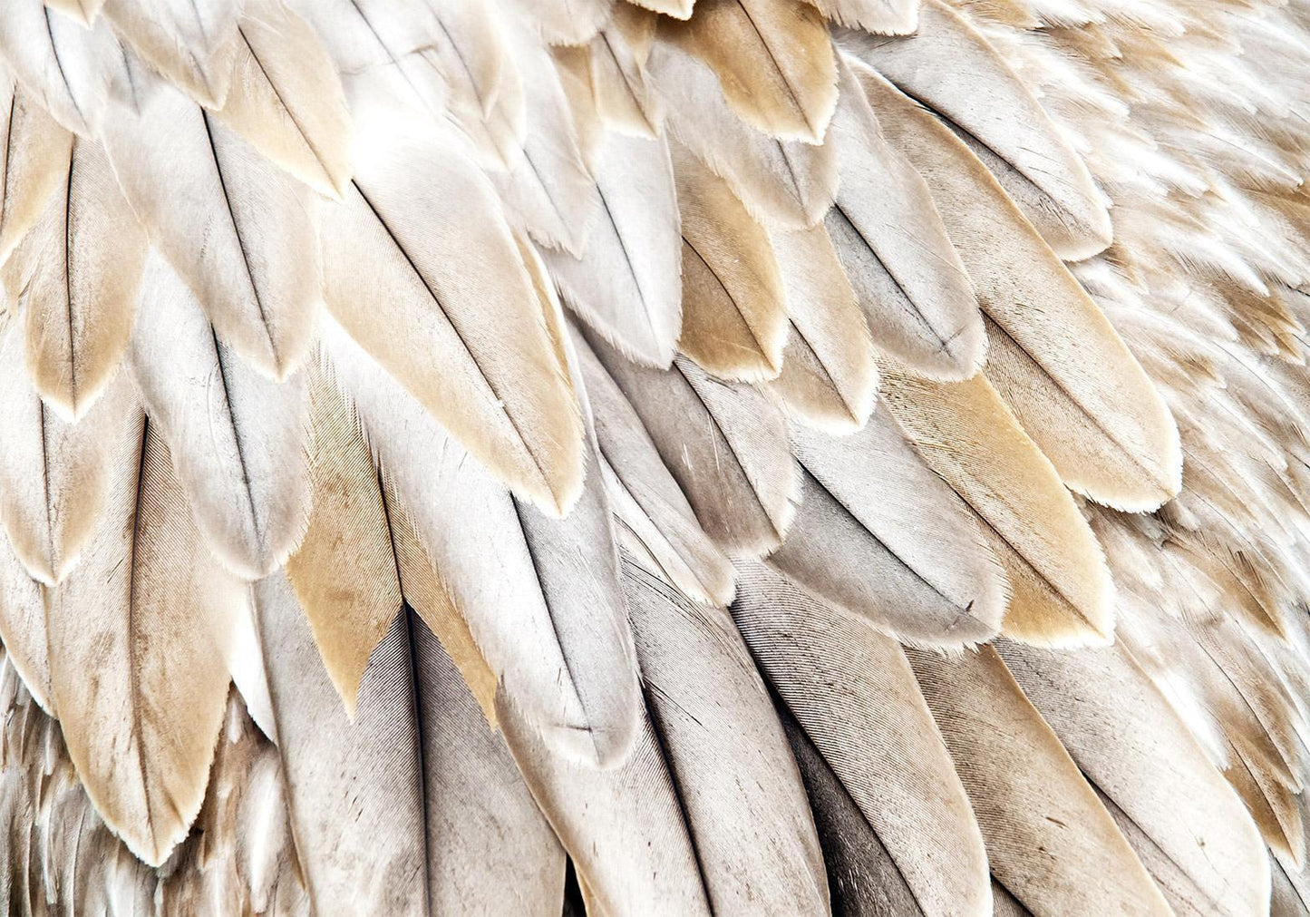 Fototapete Federzauber – Detailreiche Vogel-Flügel für natürliche Wanddeko