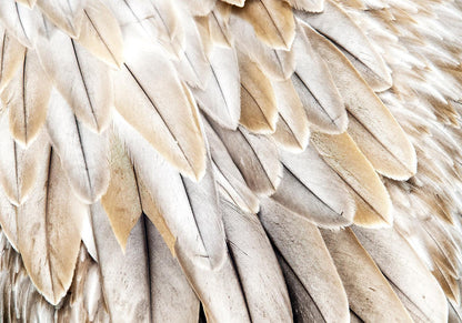 Fototapete Federzauber – Detailreiche Vogel-Flügel für natürliche Wanddeko