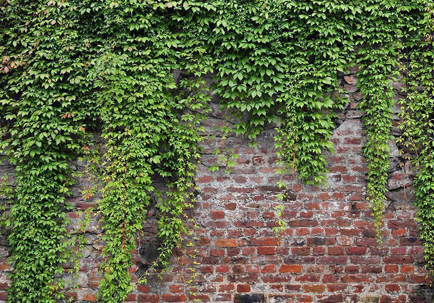 Fototapete - Brick and ivy Artgeist
