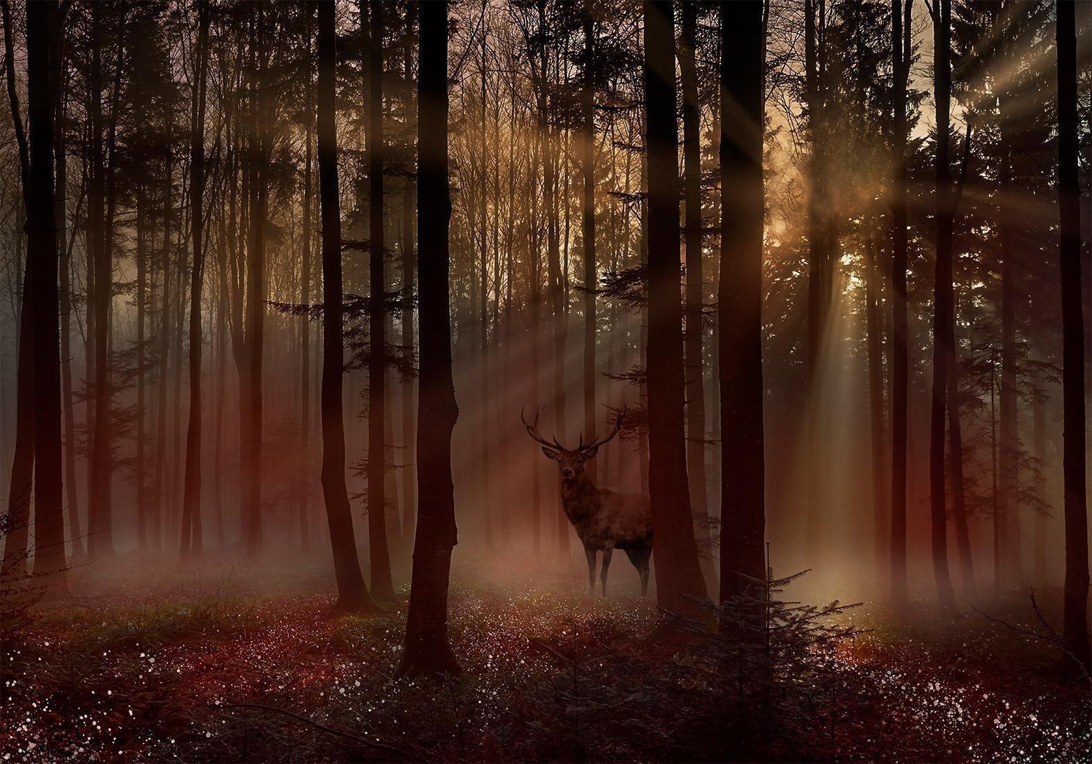 Fototapete - Mystical Forest - First Variant Artgeist