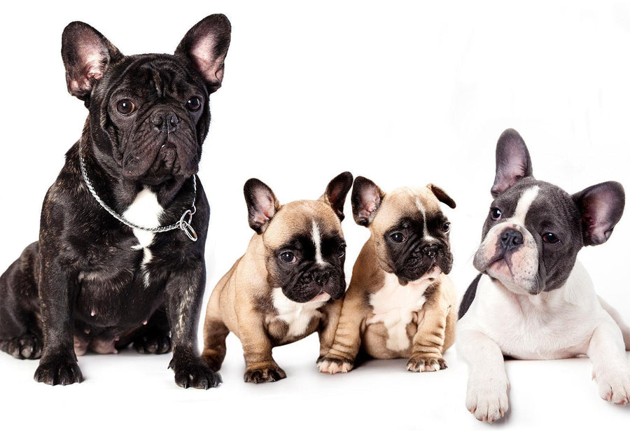 Fototapete „Französische Bulldoggen – Stilvoll & Charmant“