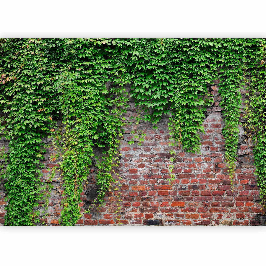 Fototapete - Brick and ivy Artgeist