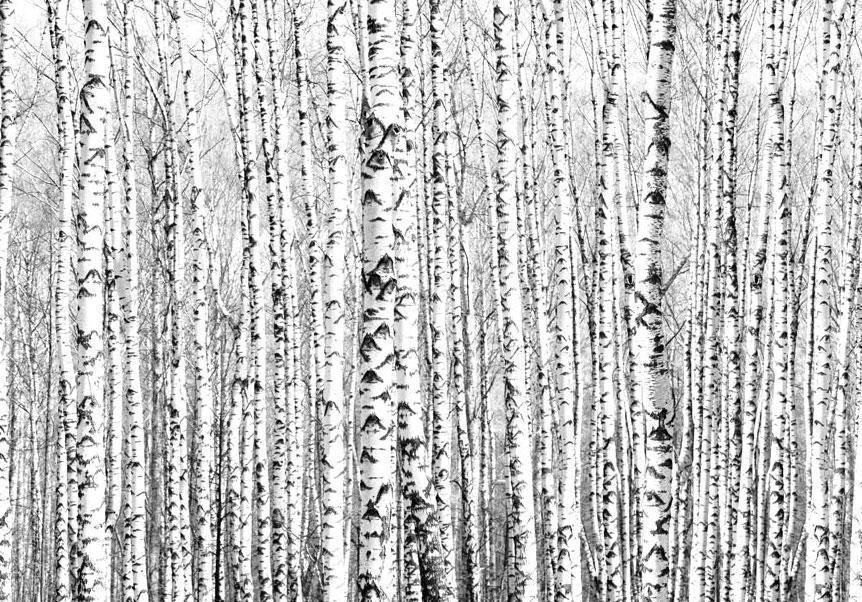 Fototapete - Birch forest Artgeist