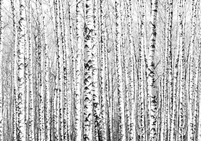Fototapete - Birch forest Artgeist